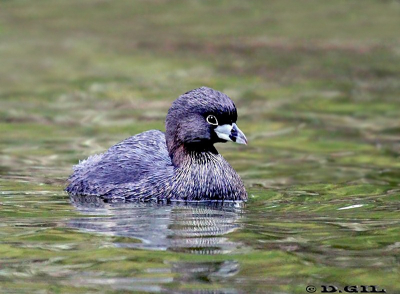 MACÁ PICO GRUESO (Podilymbus podiceps)  - Laguna del Diario-MALDONADO (Junio 2011)